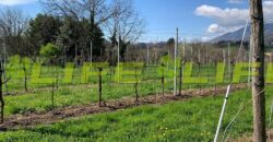 Casale con vigneto in vendita a Cavaso del Tomba