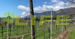Casale con vigneto in vendita a Cavaso del Tomba
