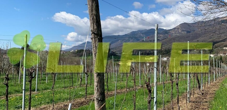 Casale con vigneto in vendita a Cavaso del Tomba