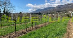 Casale con vigneto in vendita a Cavaso del Tomba