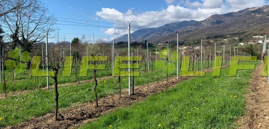Casale con vigneto in vendita a Cavaso del Tomba