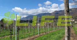 Casale con vigneto in vendita a Cavaso del Tomba
