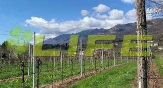 Casale con vigneto in vendita a Cavaso del Tomba