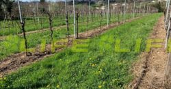 Casale con vigneto in vendita a Cavaso del Tomba