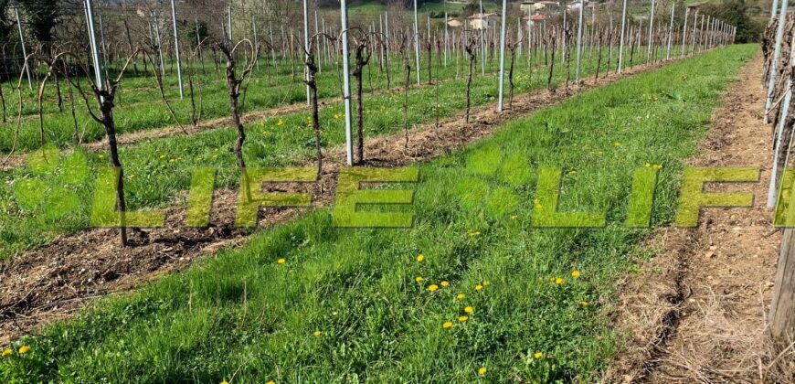 Casale con vigneto in vendita a Cavaso del Tomba